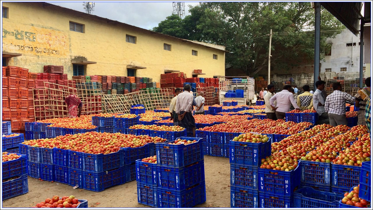 Tomatoes: టమాటాలు అమ్మి నెలరోజుల్లోనే కోటీశ్వరులైన రైతులెవరో తెలుసా ?