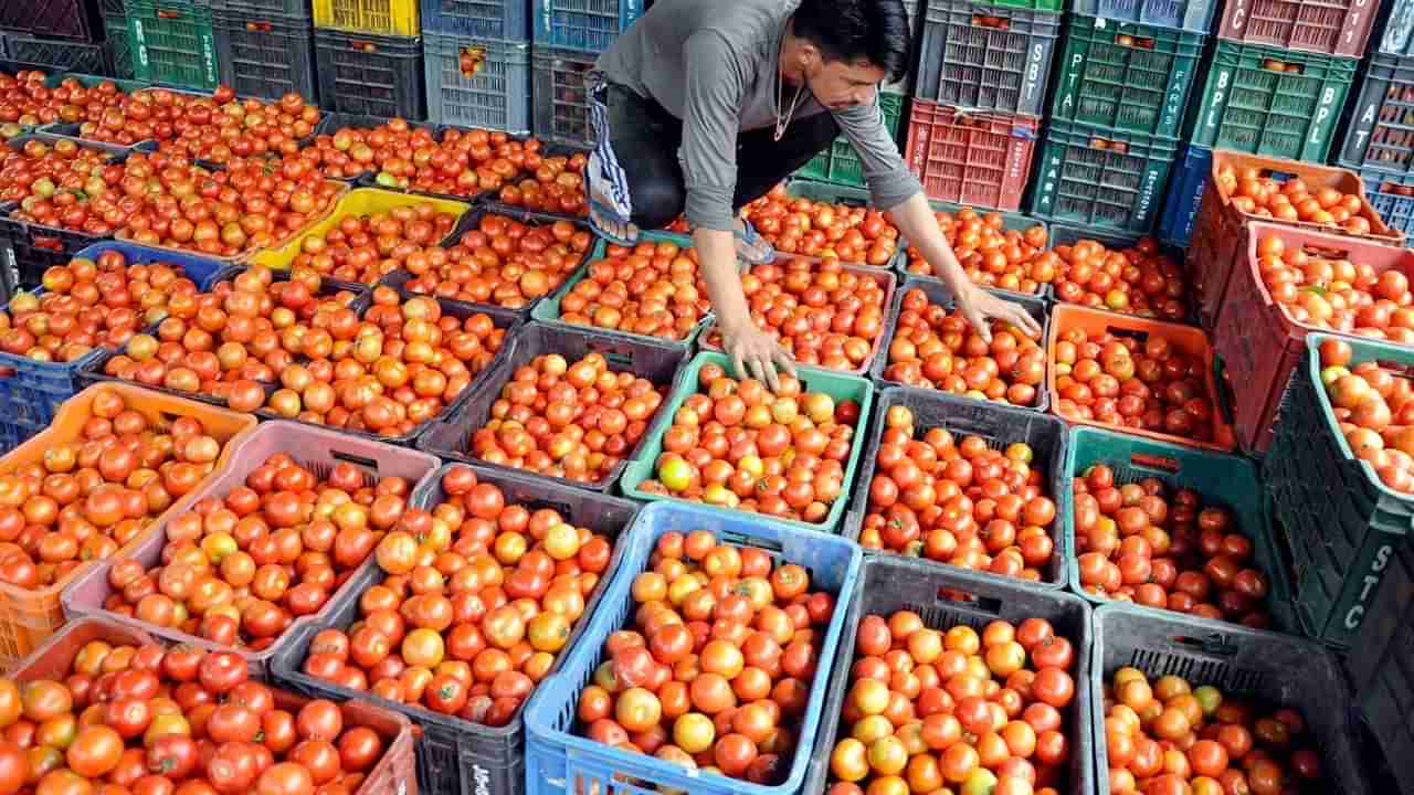 Tomato Price Falls: పెరిగిన దిగుబడి.. దిగొస్తున్న టమాటా ధర.. కనిష్టానికి చేరుకోవడంతో రైతుల్లో నిరాశ..