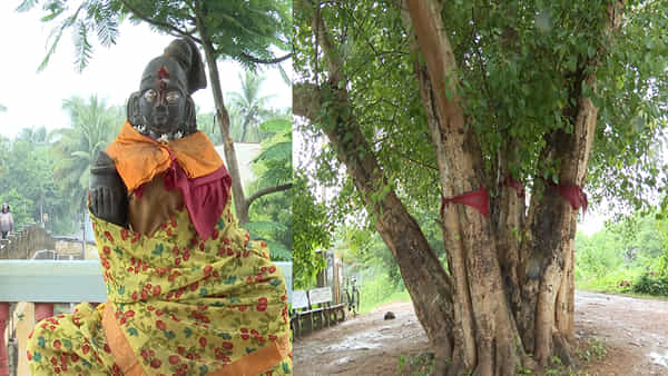 Peepal Tree: రావి చెట్టు కొమ్మ విరిచినా శిక్ష తప్పదట.. రోడ్డుమధ్యలో ఉన్నా తప్పుకుని తిరిగే జనం.. రీజన్ ఏమిటంటే