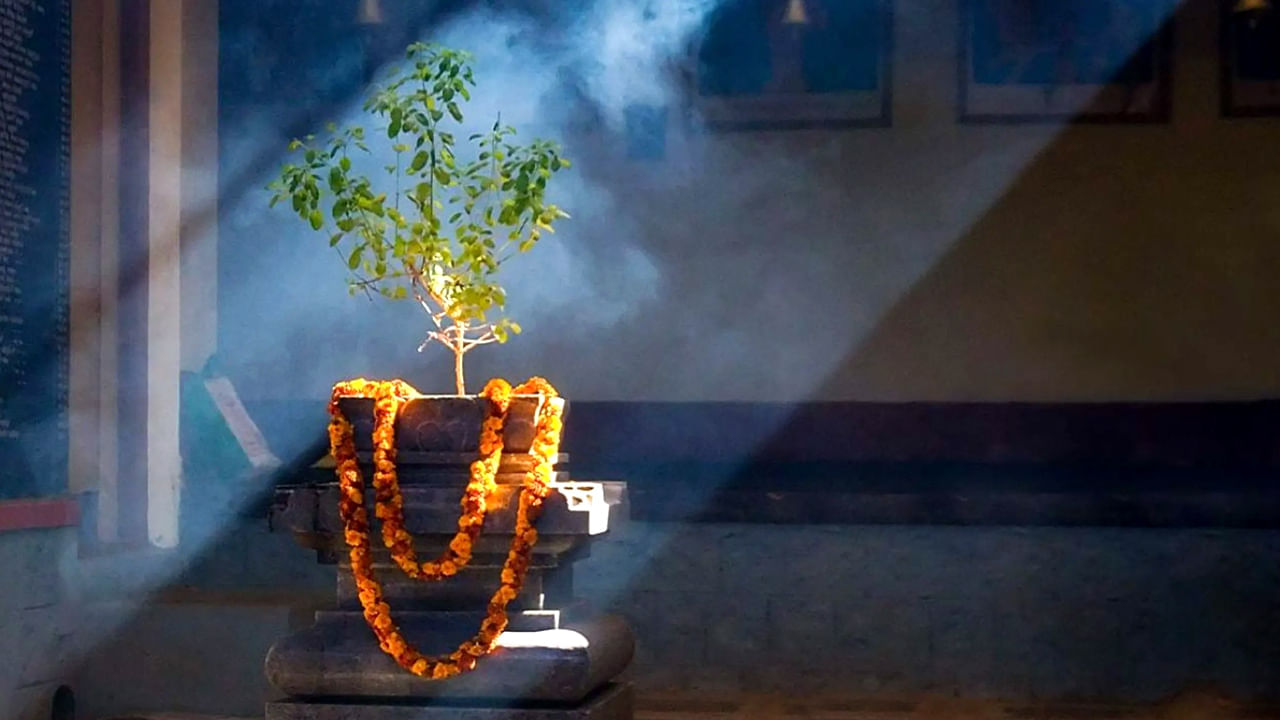 Tulsi Tree: ఆదివారం నాడు తులసి ఆకులను అస్సలు తుంచొద్దు.. ఎందుకో తప్పక తెలుసుకోండి..