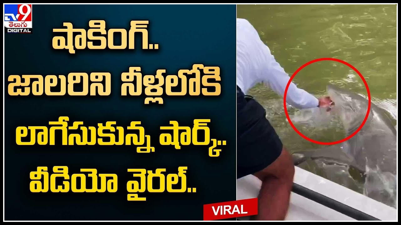 Viral Video షాకింగ్..! జాలరిని నీళ్లలోకి లాగేసుకున్న షార్క్.. వీడియో