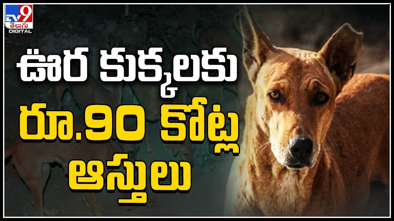 Dogs: వీధి కుక్కలకు రాజభోగం..! వీధి శునకాల పేర 90 కోట్ల ఆస్తులు..