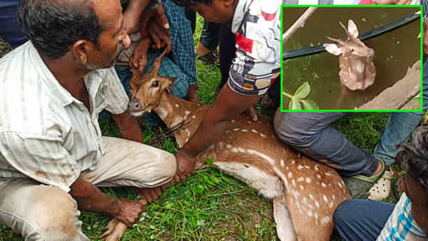 బావిలో పడ్డ జింకను రక్షించిన గ్రామస్థులు.. దప్పిక తీర్చుకోవడానికి వచ్చి..
