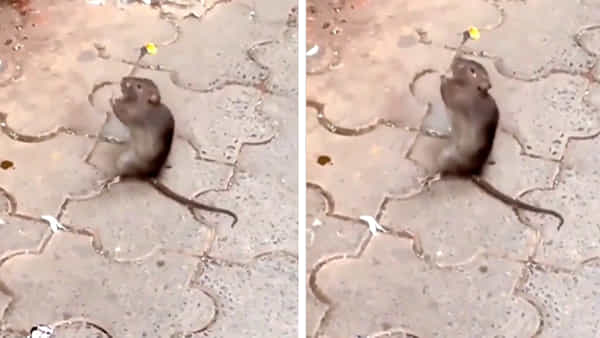 Viral Video: ఆలయంలో హారతి సమయంలో ఎలుక ప్రత్యక్షం.. చప్పట్లు కొడుతూ భజన.. వీడియో వైరల్