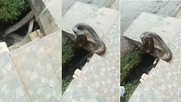 Viral Video: డ్రెయిన్లో చిక్కుకున్న భారీ కొండ చిలువ.. రక్షించిన స్థానికులు.. వీడియో వైరల్