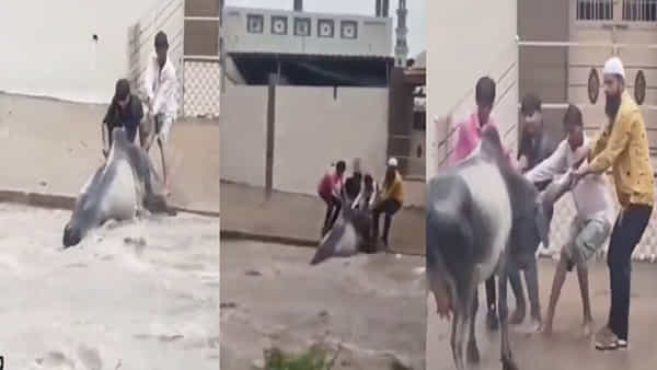Viral Video: వరదలో కొట్టుకుపోతున్న ఆవు.. రక్షించడానికి యువకుల ప్రయత్నానికి నేను సైతం అన్న ముస్లిం యువకుడు..