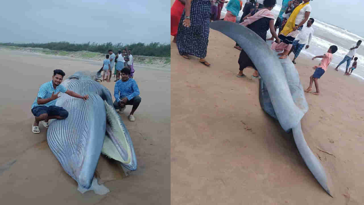 Blue Whale: సముద్ర తీరానికి కొట్టుకు వచ్చిన బ్లూ వేల్ డెడ్ బాడీ .. సెల్ఫీల కోసం ఎగబడిన జనం..