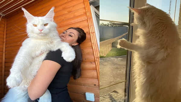 World Largest Cat : ఓరీ దేవుడో.. ఎంత పెద్ద పిల్లి..అచ్చం మనుషుల్లానే.. సెల్ఫీలు కూడా తీస్తుందట..!