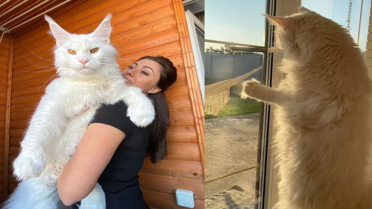 World Largest Cat : ఓరీ దేవుడో.. ఎంత పెద్ద పిల్లి​..​అచ్చం మనుషుల్లానే.. సెల్ఫీలు కూడా తీస్తుందట..!