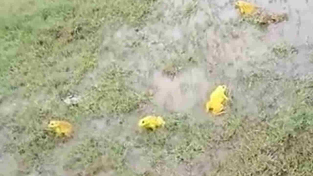 Telangana: జోరువానలో సందడి చేసిన పసిడివర్ణం కప్పలు.. చేపలతో పోటీపడుతూ ఆటలు.. వీడియో వైరల్..