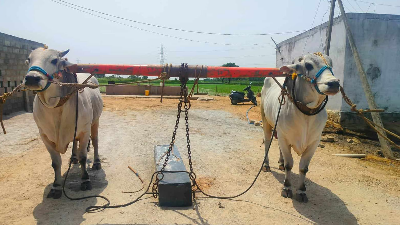 Telangana: పందెం గిత్తలకు యమా క్రేజ్.. ఎంత ధర పలికిందో తెలిస్తే నోరెళ్లబెడతారు..