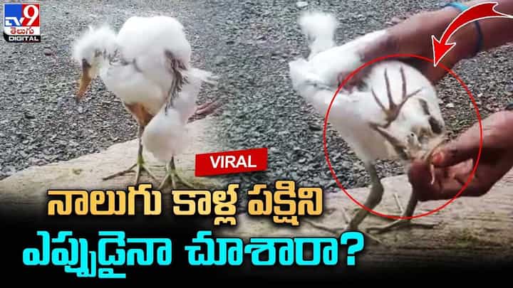 నాలుగు కాళ్ల పక్షిని ఎప్పుడైనా చూశారా ?? ఇది అరిష్టానికి సంకేతమా ?? నాలుగు కాళ్ల పక్షిని ఎప్పుడైనా చూశారా ?? ఇది అరిష్టానికి సంకేతమా ??