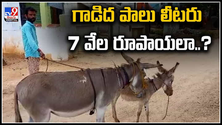 Donkey Milk: వామ్మో..! గాడిద పాలకు విపరీతమైన గిరాకీ.. లీటరు 7 వేలా..? Donkey Milk: వామ్మో..! గాడిద పాలకు విపరీతమైన గిరాకీ.. లీటరు 7 వేలా..?