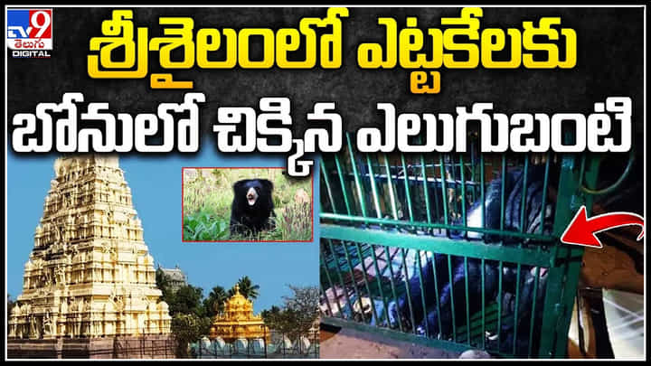 Srisailam: శ్రీశైలంలో ఎట్టకేలకు బోనులో చిక్కిన ఎలుగుబంటి.. వైరల్ అవుతున్న వీడియో. Srisailam: శ్రీశైలంలో ఎట్టకేలకు బోనులో చిక్కిన ఎలుగుబంటి.. వైరల్ అవుతున్న వీడియో.
