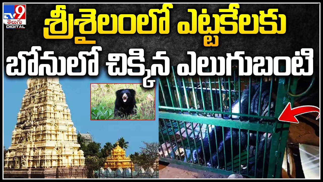 Srisailam: శ్రీశైలంలో ఎట్టకేలకు బోనులో చిక్కిన ఎలుగుబంటి.. వైరల్ అవుతున్న వీడియో.