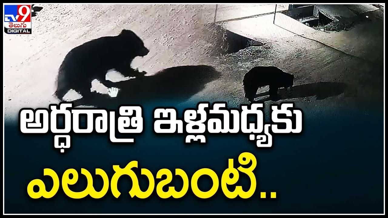 Bear Video: అర్ధరాత్రి ఇళ్లమధ్యకు ఎలుగుబంటి.. అడవులు దాటి జనసంచారంలోకి..