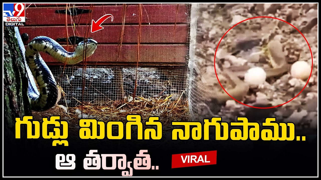 Cobra Viral Video: గుడ్లు మింగిన నాగుపాము.. కదలేని స్థితిలో ఎం చేసిందంటే.? వీడియో వైరల్.