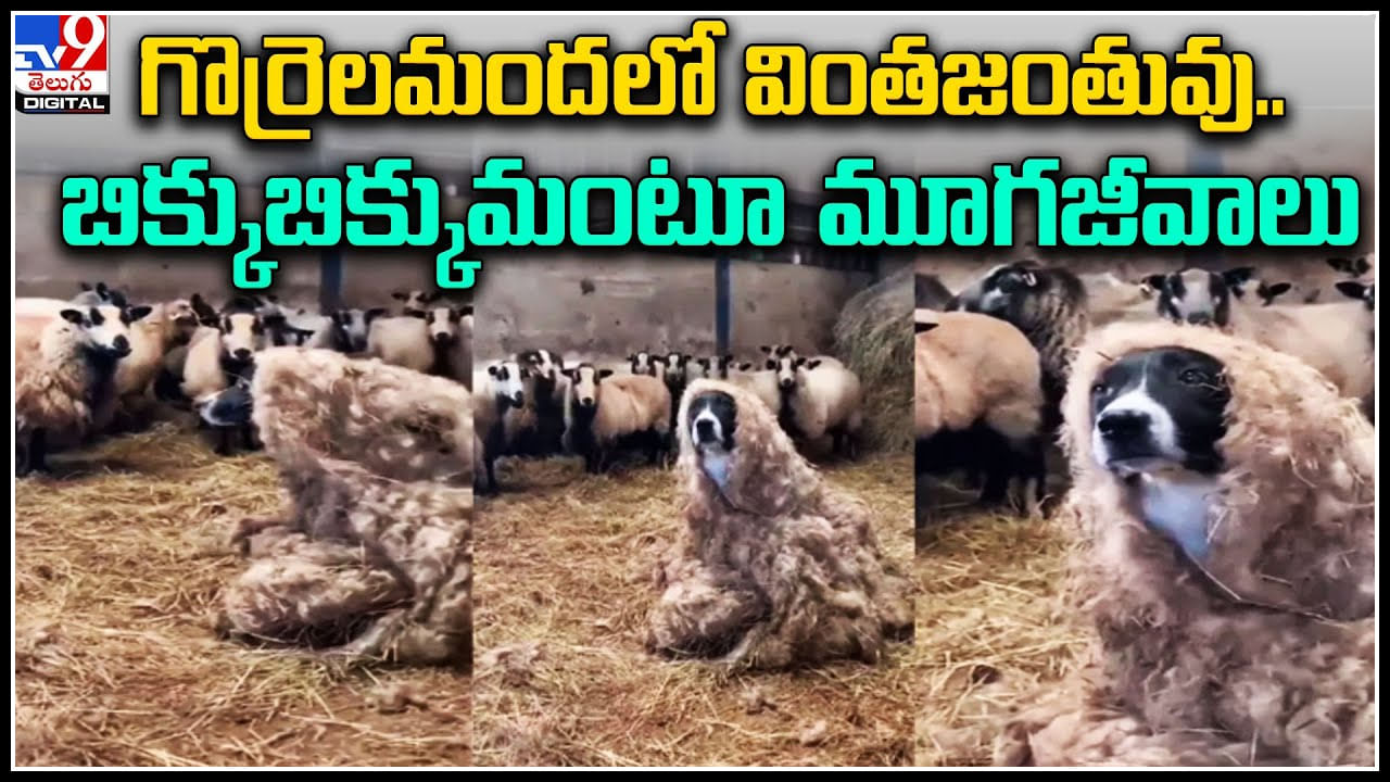 Viral Video: గొర్రెల మందలో వింతజంతువు.. బిక్కుబిక్కుమంటూ మూగజీవాలు.. వీడియో