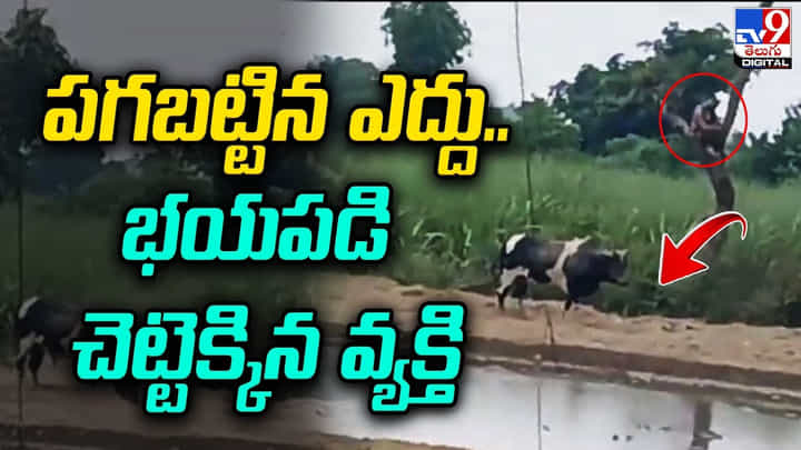 Viral Video: పగబట్టిన ఎద్దు..భయపడి చెట్టెక్కిన వ్యక్తి.. వైరల్ అవుతున్న వీడియో.. Viral Video: పగబట్టిన ఎద్దు..భయపడి చెట్టెక్కిన వ్యక్తి.. వైరల్ అవుతున్న వీడియో..