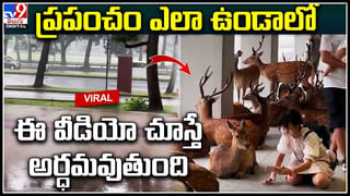 Viral Video: బామ్మా మజాకా.. బ్యాట్‌ పట్టి సెంచరీ కొడతానంటూ.. వైరల్ అవుతున్న వీడియో.