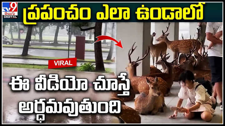 Viral Video: ప్రపంచం ఎలా ఉండాలో ఈ వీడియో చూస్తే అర్ధమవుతుంది.! జనంతో సమానంగా జింకలు.. Viral Video: ప్రపంచం ఎలా ఉండాలో ఈ వీడియో చూస్తే అర్ధమవుతుంది.! జనంతో సమానంగా జింకలు..