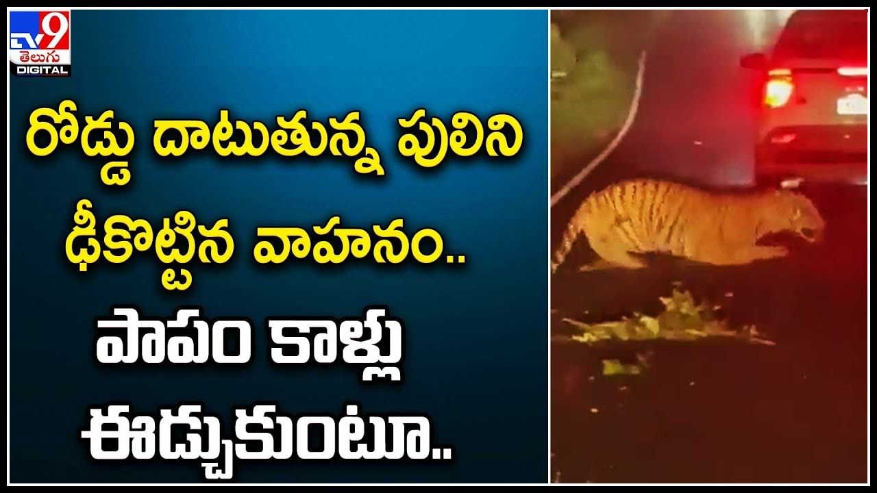 Tiger: రోడ్డు దాటుతున్న పులిని ఢీకొట్టిన వాహ‌నం.. పాపం కాళ్లు ఈడ్చుకుంటూ.. వీడియో వైరల్.