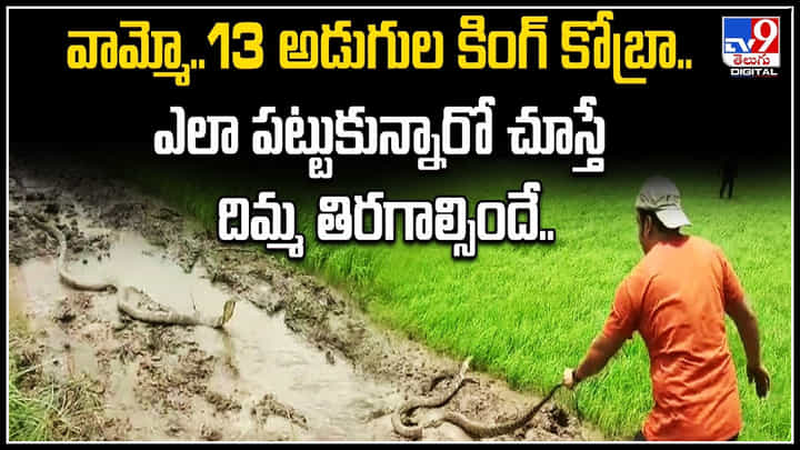 King Cobra: వామ్మో..13 అడుగుల కింగ్ కోబ్రా.. ఎలా పట్టుకున్నారో చూస్తే దిమ్మ తిరగాల్సిందే.! King Cobra: వామ్మో..13 అడుగుల కింగ్ కోబ్రా.. ఎలా పట్టుకున్నారో చూస్తే దిమ్మ తిరగాల్సిందే.!
