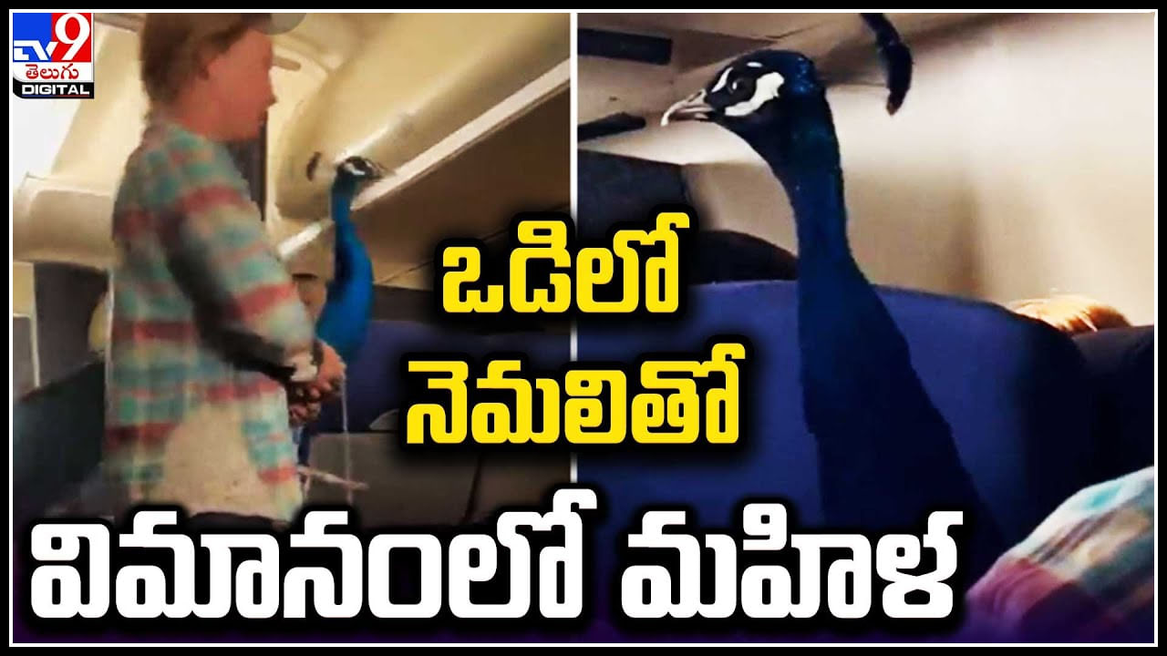 Peacock in Airplane: ఒడిలో నెమలితో విమానంలో మహిళ.. ఆశ్చర్యపోయిన నెటిజన్లు.