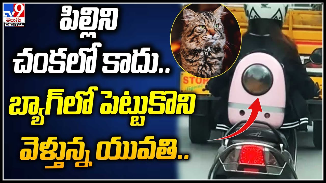 Cat in Back Pack: పిల్లిని చంకలో కాదు.. బ్యాగ్‌లో పెట్టుకొని వెళ్తున్న యువతి.. వీడియో వైరల్.