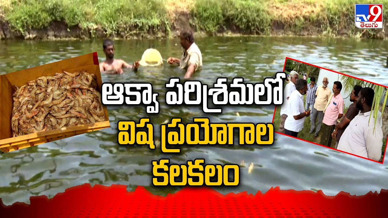 West Godavari: ఆక్వా చెరువులో విష ప్రయోగాల కలకలం.. రెండు నెలల్లోనే రూ. కోటీ 40 లక్షల నష్టం..