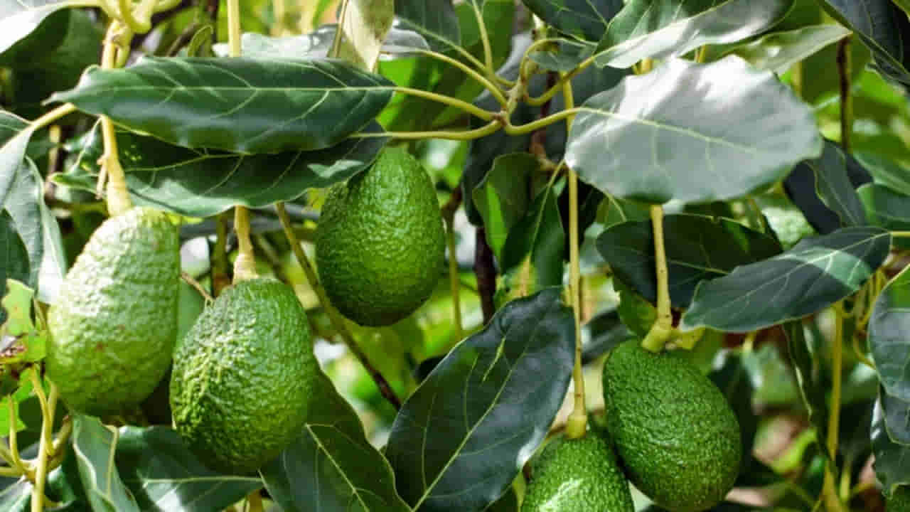 Telangana: అబ్బా ఈ రైతు టాలెంటే వేరు.. అరుదైన పంటను పండిస్తూ లక్షలు సంపాదిస్తున్నాడు..