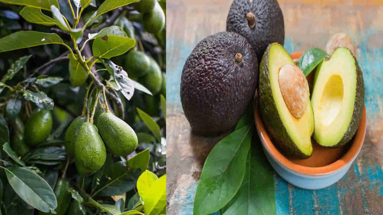 Avocado Farming: ఆంధ్రా కాశ్మీరంలో నీడ కోసం వేసిన మొక్కలతో గిరి రైతులకు సిరులు.. పోషకాల గని ఈ పండు గురించి తెలుసుకోండి..