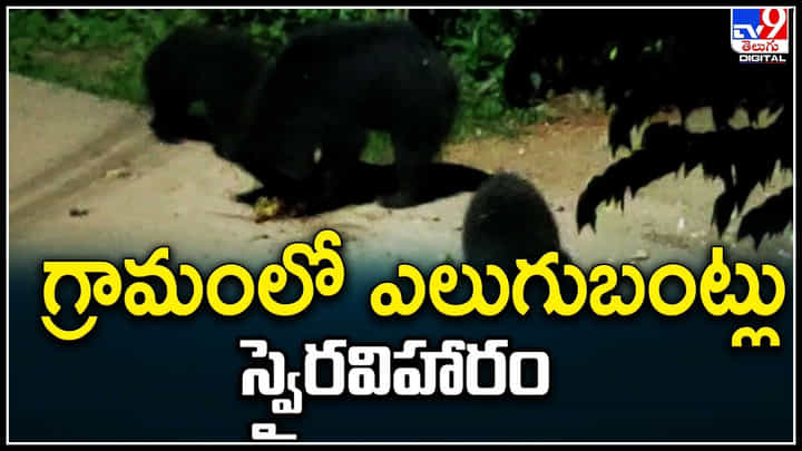 Srikakulam: గ్రామంలో ఎలుగుబంట్లు స్వైర విహారం.. భయాందోళనలో ప్రజలు..! Srikakulam: గ్రామంలో ఎలుగుబంట్లు స్వైర విహారం.. భయాందోళనలో ప్రజలు..!