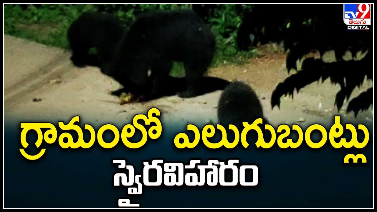 Srikakulam: గ్రామంలో ఎలుగుబంట్లు స్వైర విహారం.. భయాందోళనలో ప్రజలు..!