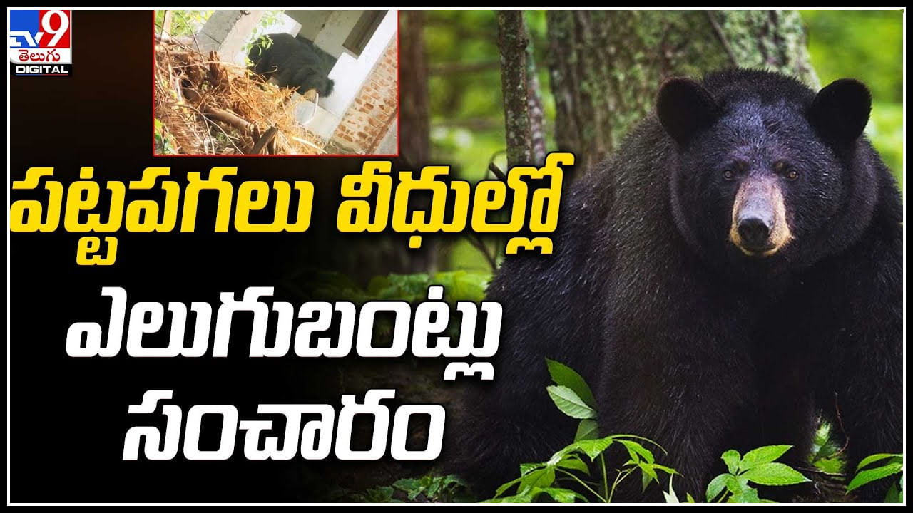 Bears: శ్రీకాకుళం జిల్లా పట్టపగలు వీధుల్లో ఎలుగుబంట్లు సంచారం.. వీడియో వైరల్.