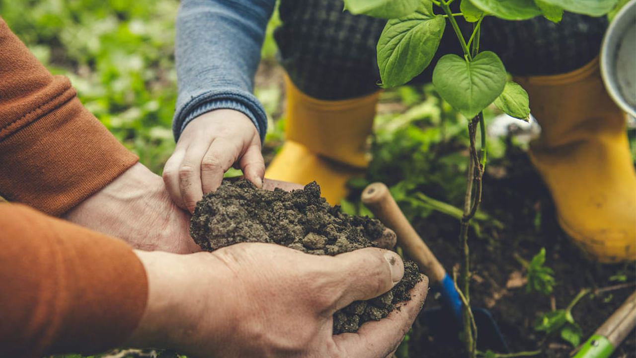 ఉష్ణోగ్రత నియంత్రణ, సౌండ్ పొల్యూషన్ తగ్గింపు: ఒక పెద్ద చెట్టు 10 ఎయిర్ కండిషనింగ్ యూనిట్లకు సమానం, అవి అందించే నీడ వీధి ఉష్ణోగ్రతను 30% కంటే ఎక్కువ తగ్గించగలదు. అంతే కాదు చెట్లు 50% వరకు శబ్దాన్ని తగ్గించగలవు. కార్లు, నిర్మాణం, సైరన్లు, విమానాలు మరియు ఇతర శబ్దాలతో నిండిన పట్టణ ప్రాంతాల్లో, చెట్లు శబ్దాన్ని నిరోధించడానికి ఉపయోగపడతాయి. నగరాలను - వాటిలోని ఇళ్లు, కార్యాలయాల ను - నిశ్శబ్దంగా ఉంచడానికి సహాయం చేస్తాయి.