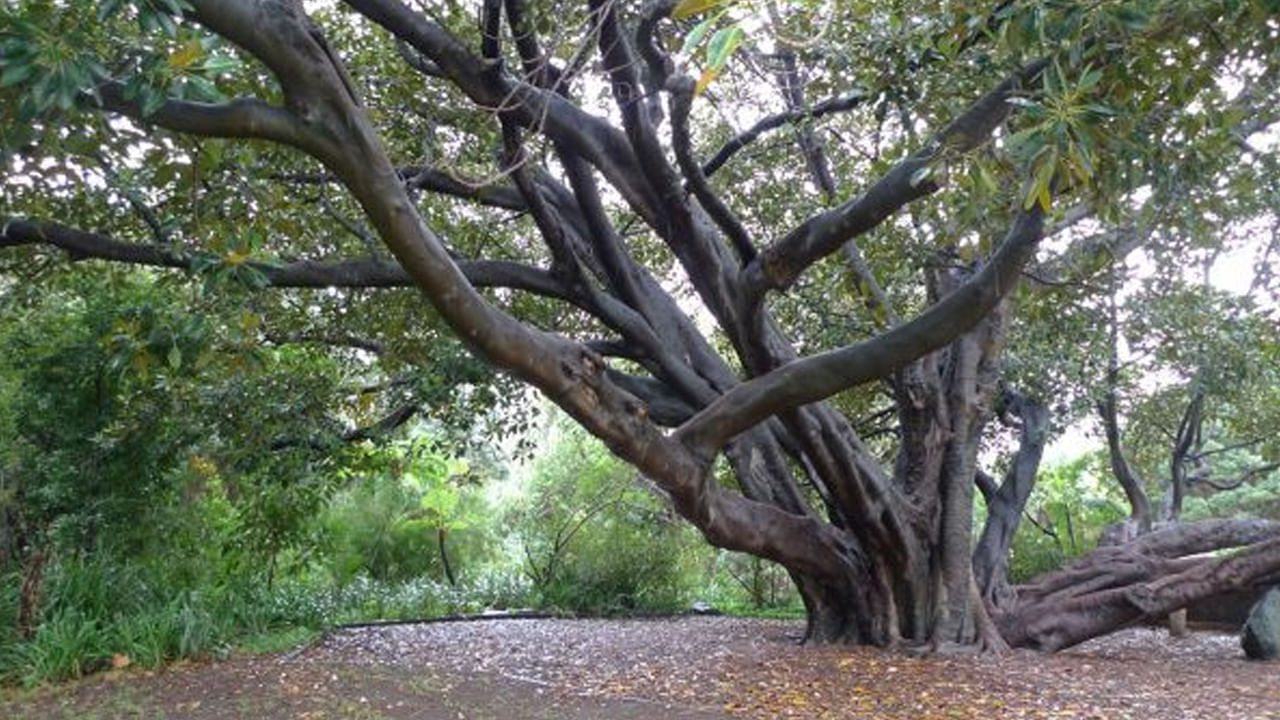 గాలి స్వచ్ఛత: చెట్లు గాలి నుండి హానికరమైన కాలుష్య కారకాలు, టాక్సిన్లను ఆశ్చర్యపరిచే మొత్తంలో తొలగిస్తాయి. పట్టణ ప్రాంతాల్లో గాలి నాణ్యత తరచుగా చెడుగా ఉంటుంది. మన ఆరోగ్యానికి తీవ్రమైన పరిణామాలతో కూడి ఉంటుంది. చెట్లు మనం పీల్చే గాలిని మరింత పరిశుభ్రంగా మారుస్తాయి.