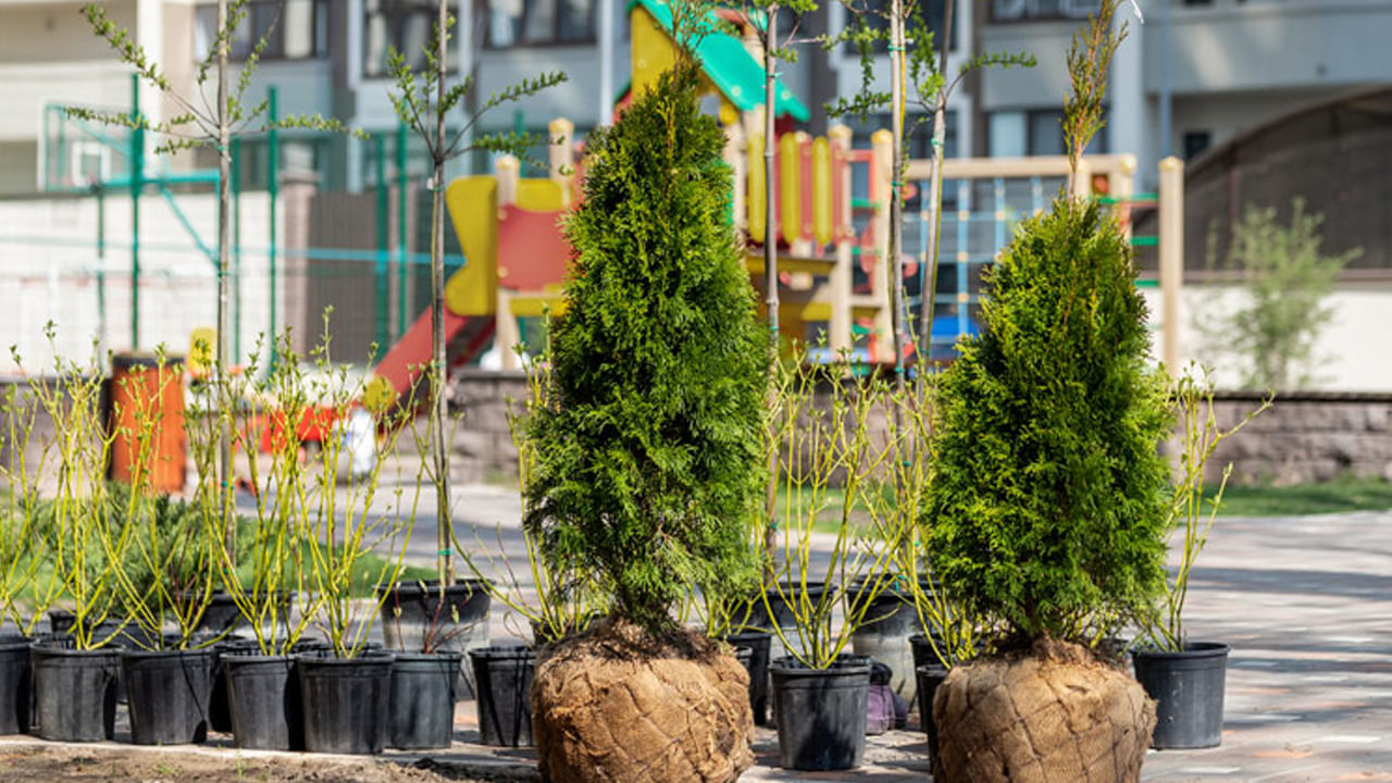 చెట్లు ప్రకృతికి సరికొత్త అందాలను తీసుకొస్తాయి. పువ్వుల చెట్లు ఇంద్రధనస్సుని కనుల ముందుకు తీసుకొస్తే.. పండ్లు, కూరగాయలు వంటివి ఆరోగ్యాన్ని ఇస్తాయి. కనుక నగరాలు పట్టణాలు, పల్లెలు అనే బేధం లేకుండా చెట్లు పెంచడం వలన మానవాళికి ఎంతో మేలు జరుగుతుంది.