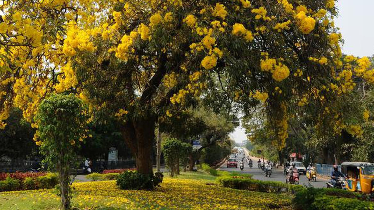 కాంతి కాలుష్య నివారణకు: చెట్లు కాంతిని అడ్డుకోవడమే కాదు.. మనల్ని.. మన నగరాలను చల్లగా ఉంచుతాయి. వీధి దీపాలు, కార్లు, ఇంటి నుంచి వెలువడే కాంతిని నిరోధిస్తూ ఉంటాయి. అంతేకాదు ఎండల నుంచి రక్షణ ఇస్తాయి.
