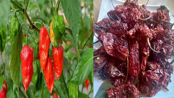 Hottest Chilli on Earth: ప్రపంచంలో అత్యంత ఘాటైన మిరపకాయ.. భారత్లో మాత్రమే సాగు.. ఖరీదు తెలిస్తే షాక్..