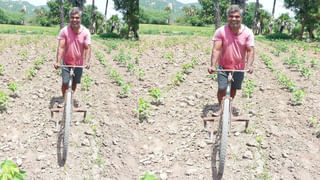 Warangal: యూనివర్శిటీలో నాగుపాము హల్‌చల్‌ .. పరుగులు తీసిన సిబ్బంది, విద్యార్ధులు.. ఈ పాము స్పెషాలిటీ ఏమిటంటే..