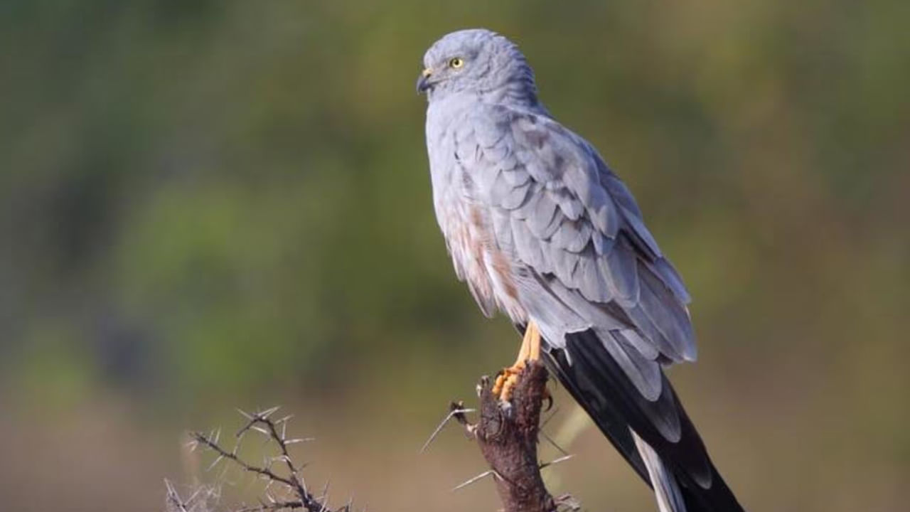 Bird Species: వేగంగా తగ్గిపోతున్న పక్షుల జాతులు.. ఆందోళన వ్యక్తం చేస్తున్న నిపుణులు