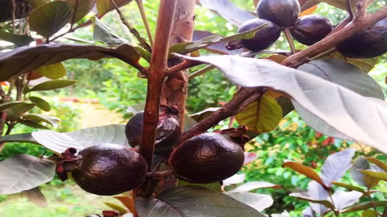 Black Guava Benefits: నల్లజామకాయలు.. ఇవి తింటే ఏమవుతుందో తెలుసా!!