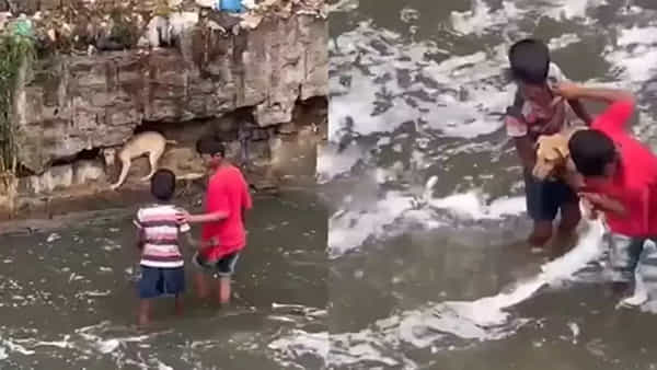 Viral Video: వీధి కుక్కకోసం ప్రాణాలకు తెగించిన ఇద్దరు చిన్నారులు .. సూపర్ హీరోస్ అంటున్న నెటిజన్లు..