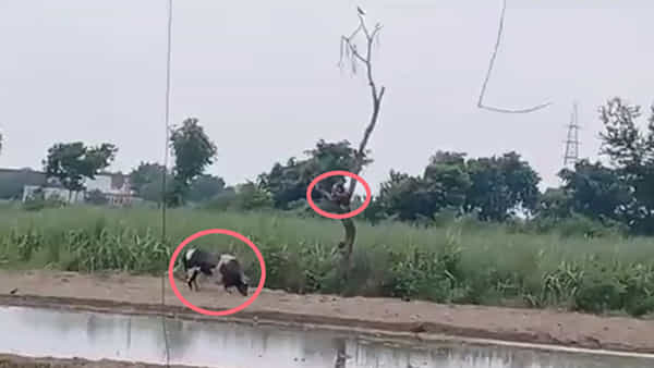 Watch: దిగుబిడ్డ నీ సంగతి చూస్తా..! ఎద్దు దెబ్బకు 2 గంటల పాటు చెట్టుపైనే మనోడి అవస్థలు..