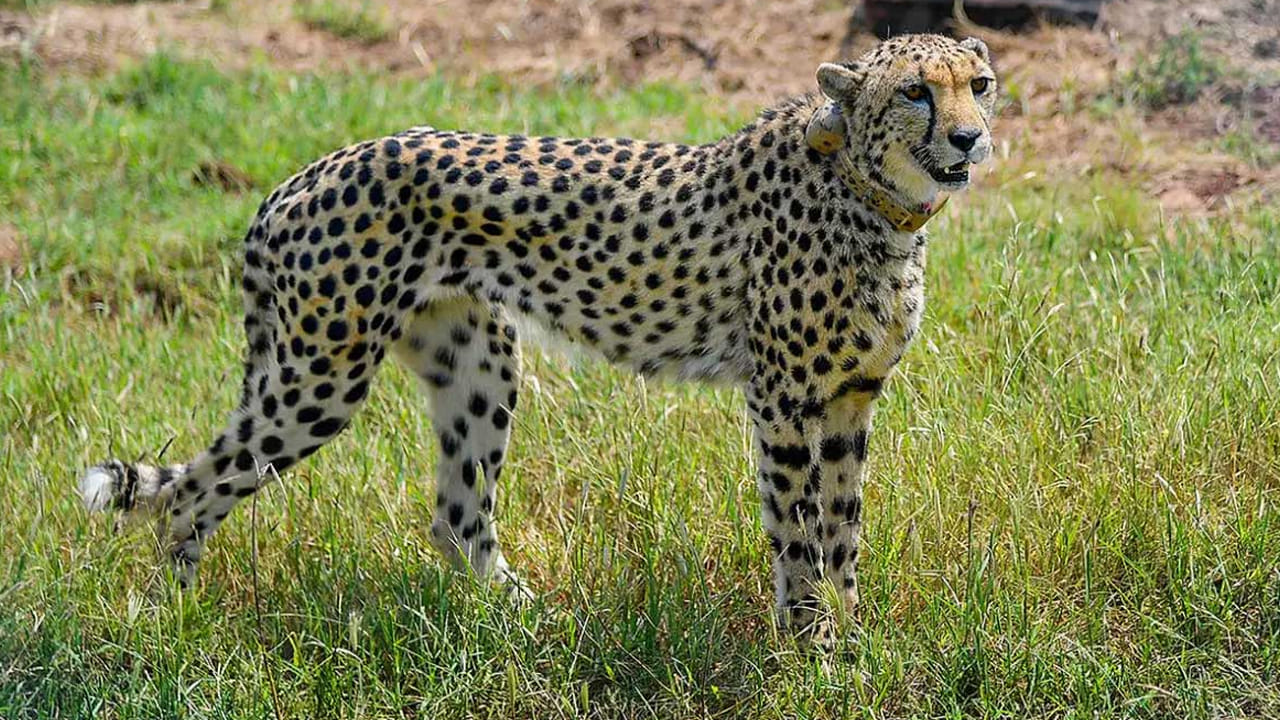 Cheetah: కూనో నేషల్ పార్కులో మరో చిరుత మృతి .. ఆరు నెలల్లో తొమ్మిదో ఘటన