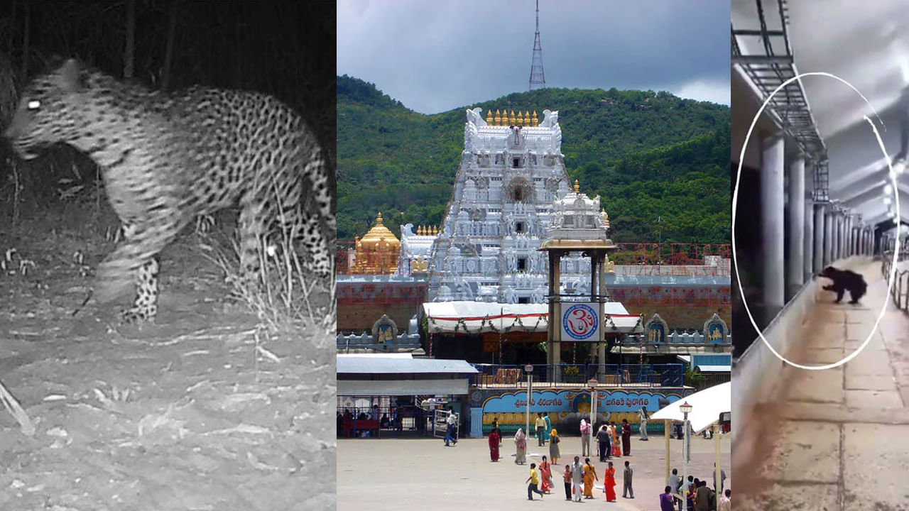 Tirupati: తిరుమల కొండల్లో ఎన్ని చిరుతలు, ఎలుగుబంట్లు ఉన్నాయో తెలుసా.. అటవీశాఖ లెక్కల వివరాలివే..