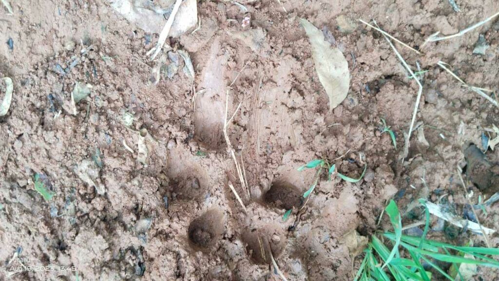 Cheetahs Foot Prints