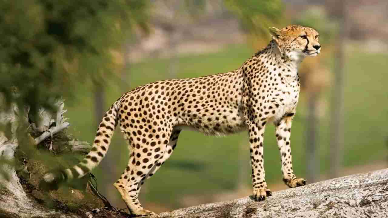 Leopards In Nandyala: గ్రామ సమీపంలో చిరుతల సంచారం.. స్థానికులు గజగజ..! పట్టించుకోని అధికారయంత్రాంగం..