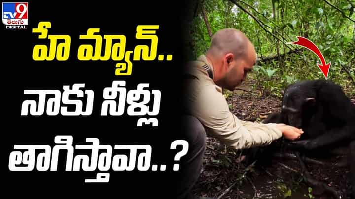 మనిషి దోసిట నీళ్లు తాగిన చింపాంజీ .. తర్వాత ఏం చేసిందంటే ?? మనిషి దోసిట నీళ్లు తాగిన చింపాంజీ .. తర్వాత ఏం చేసిందంటే ??